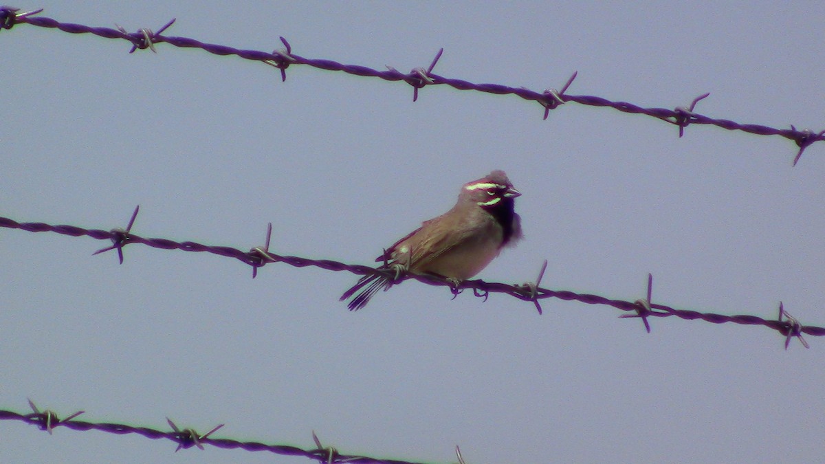 Black-throated Sparrow - ML558167471