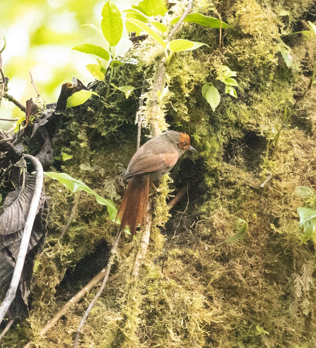Red-faced Spinetail - Susan  Downey