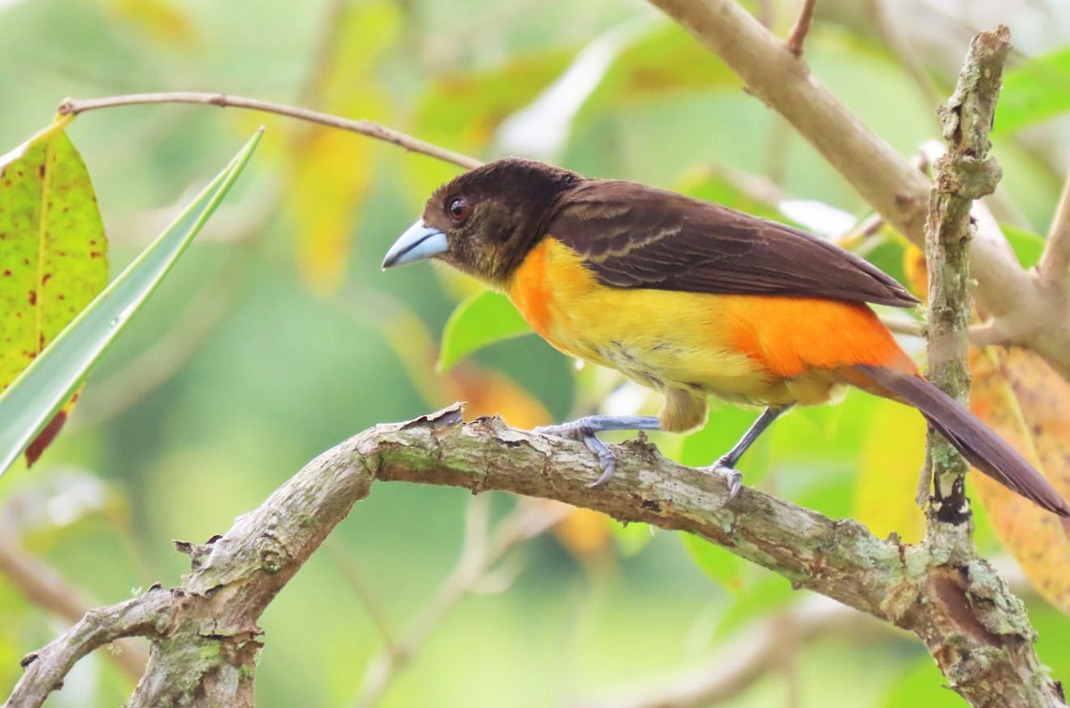 Flame-rumped Tanager (Flame-rumped) - ML558171091