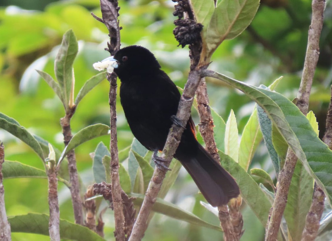 Flame-rumped Tanager (Flame-rumped) - ML558171361