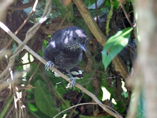 Jet Antbird - eBird