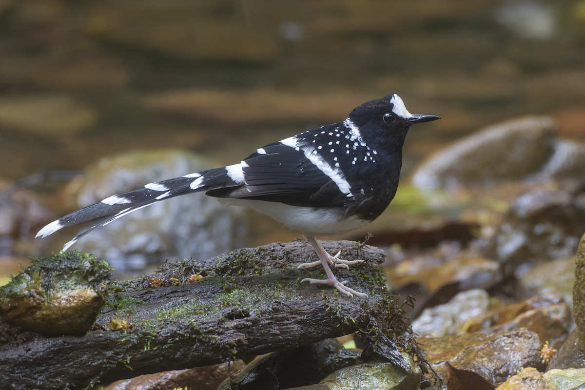 Spotted Forktail - ML558172941
