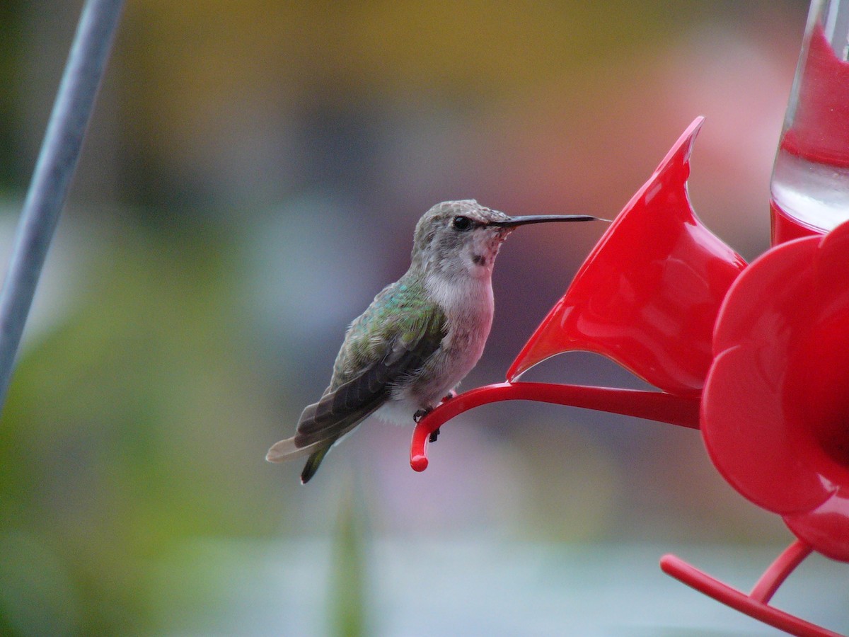 Costa's Hummingbird - Richard MacIntosh