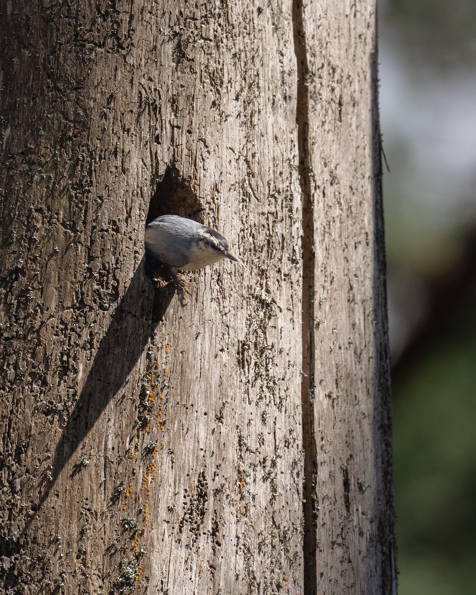 Corsican Nuthatch - ML558175731