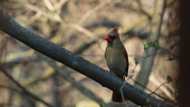 Cardinal rouge - ML558180061