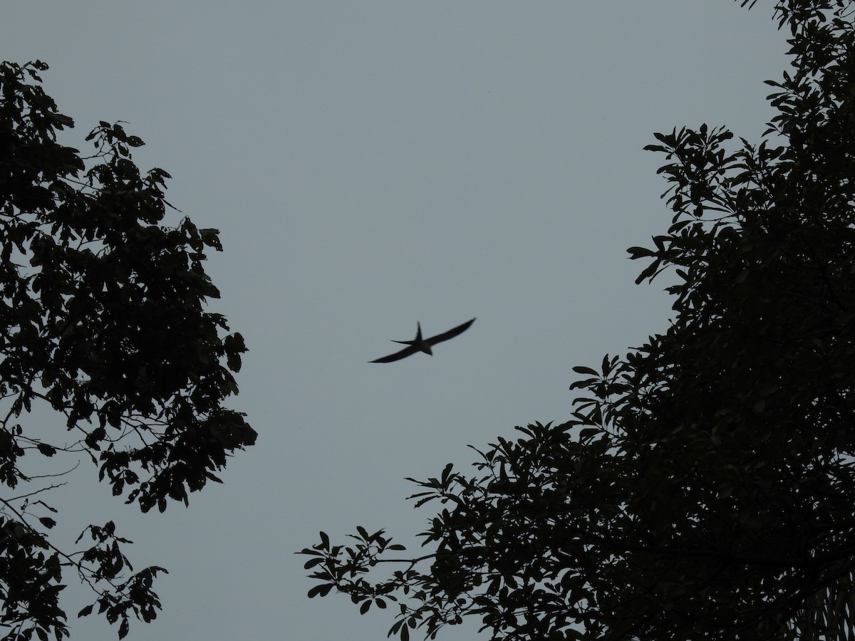 Swallow-tailed Kite - ML558190701