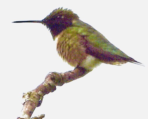 Ruby-throated Hummingbird - ML558195061