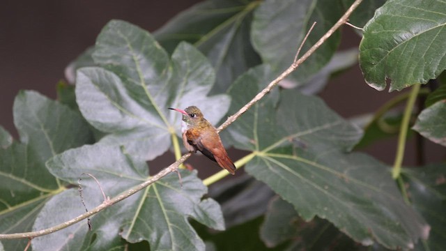 Amazilia Hummingbird - ML558195541