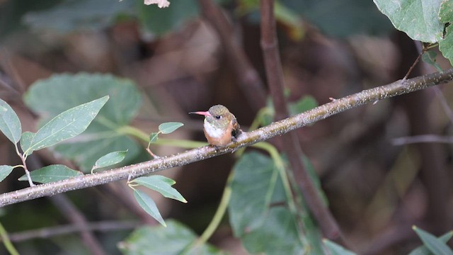 Amazilia Hummingbird - ML558195621