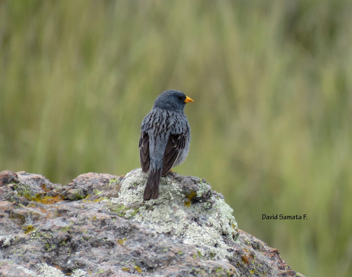 Band-tailed Sierra Finch - ML55820401