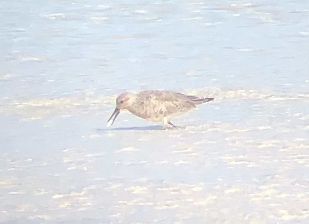 Red Knot - ML558204041