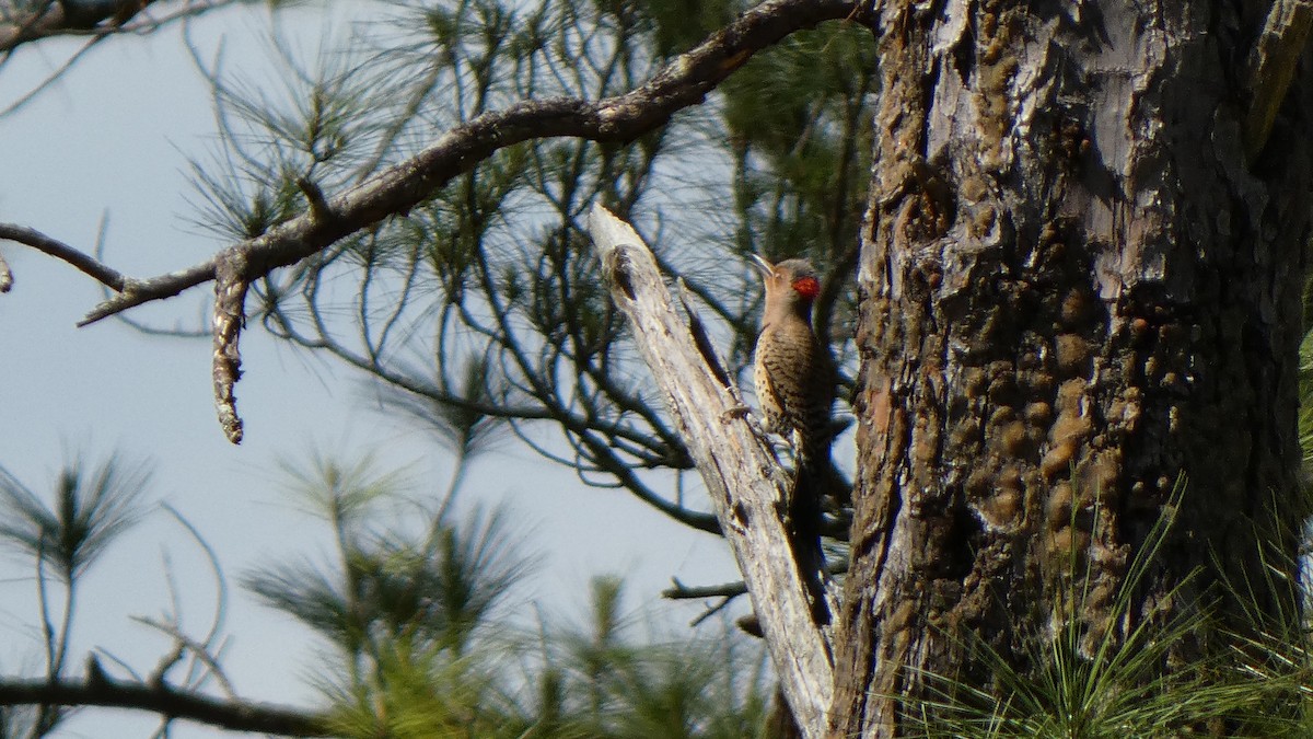 Northern Flicker (Yellow-shafted) - ML558210371