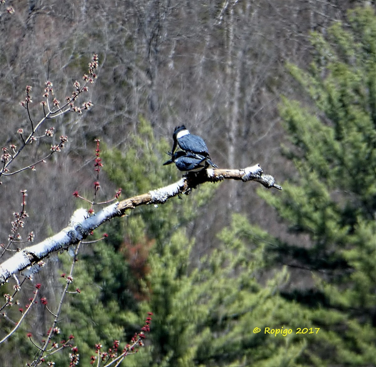 Belted Kingfisher - ML55821771