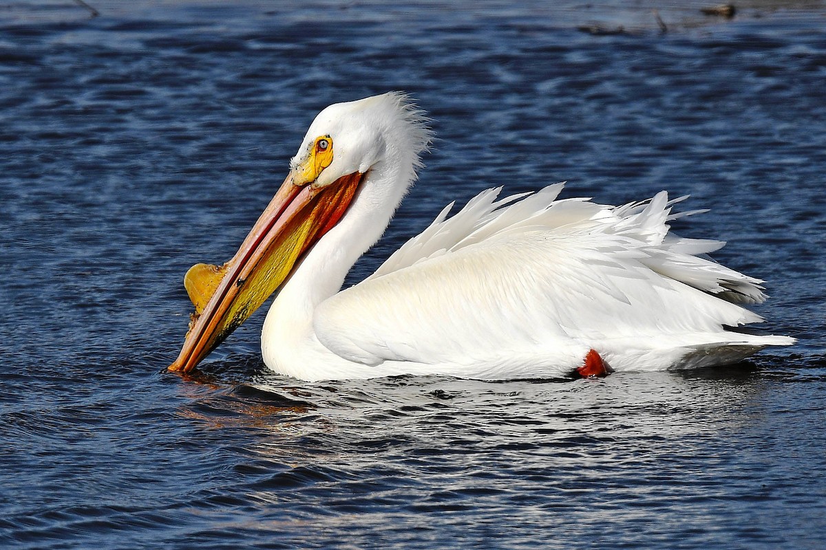 eBird Checklist 15 Apr 2023 Sherwood ParkHeritage Wetlands Park 8 species