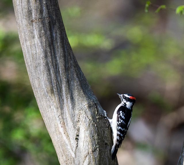 Hairy Woodpecker - ML558219291
