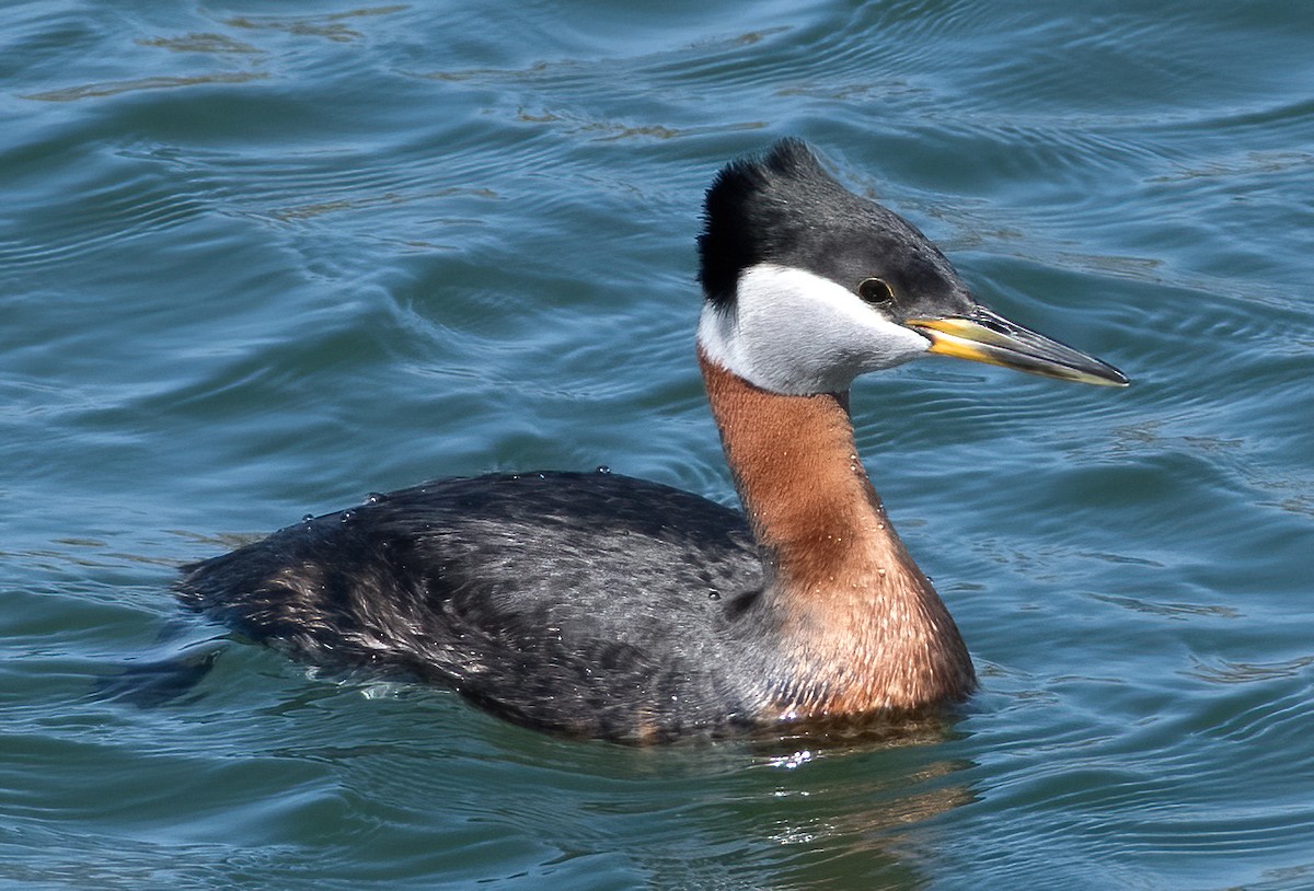 Red-necked Grebe - ML558226681