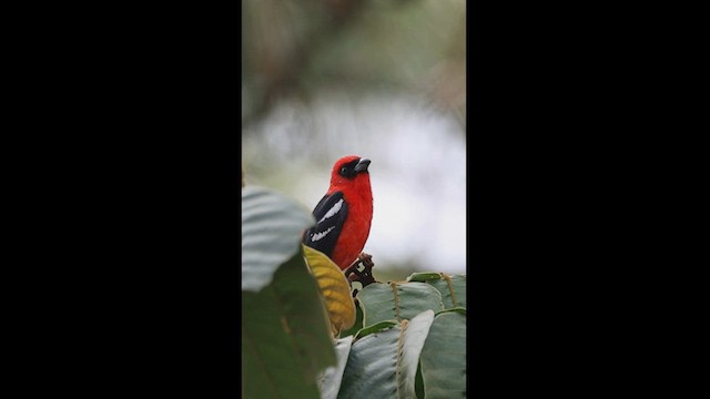 White-winged Tanager - ML558227121