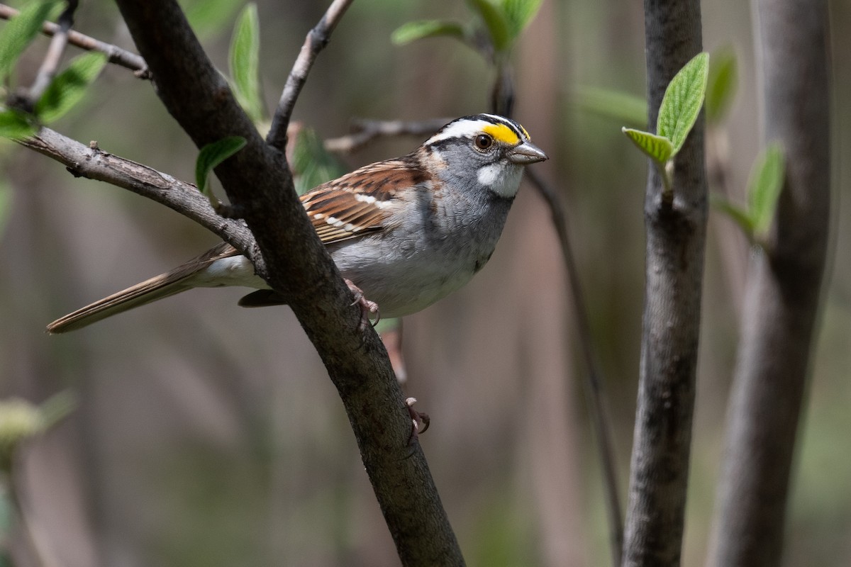 White-throated Sparrow - ML558227511