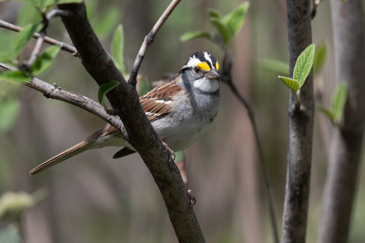 White-throated Sparrow - Ben  Lucking