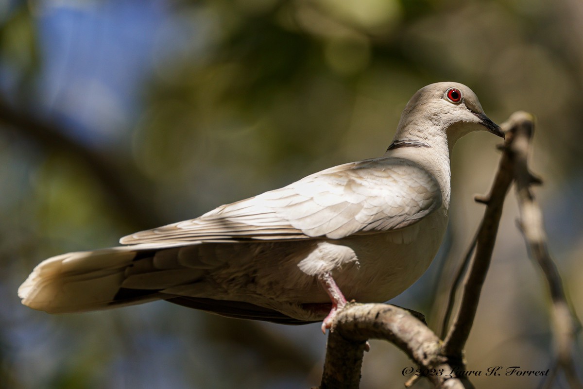 Eurasian Collared-Dove - ML558229301