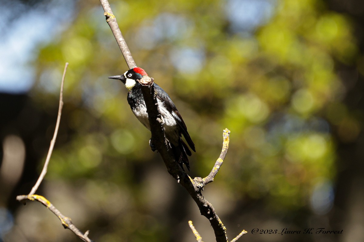 Acorn Woodpecker - ML558229591