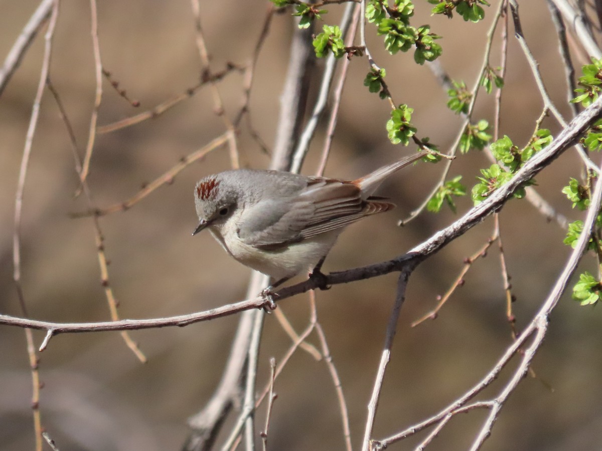 Lucy's Warbler - ML558232821
