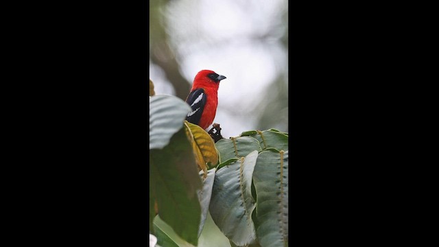 White-winged Tanager - ML558234381