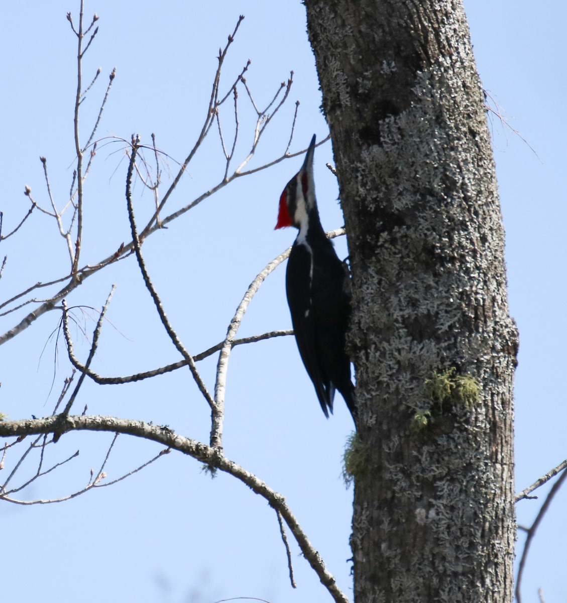 Pileated Woodpecker - ML558234691