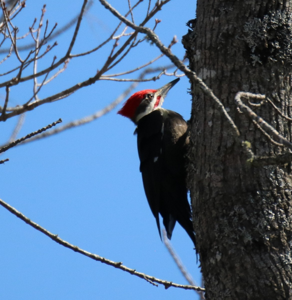 Pileated Woodpecker - ML558234741