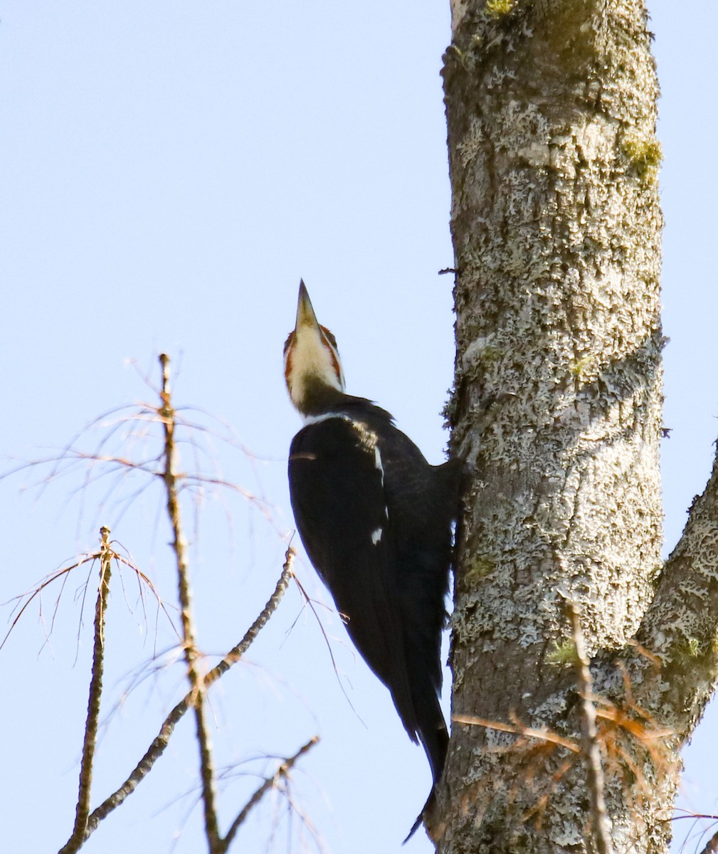 Pileated Woodpecker - ML558234771