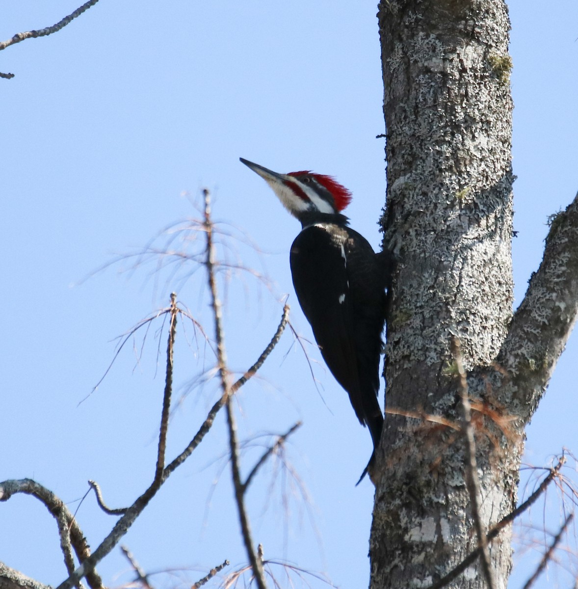 Pileated Woodpecker - ML558234791