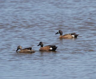 Blue-winged Teal, ML55823571