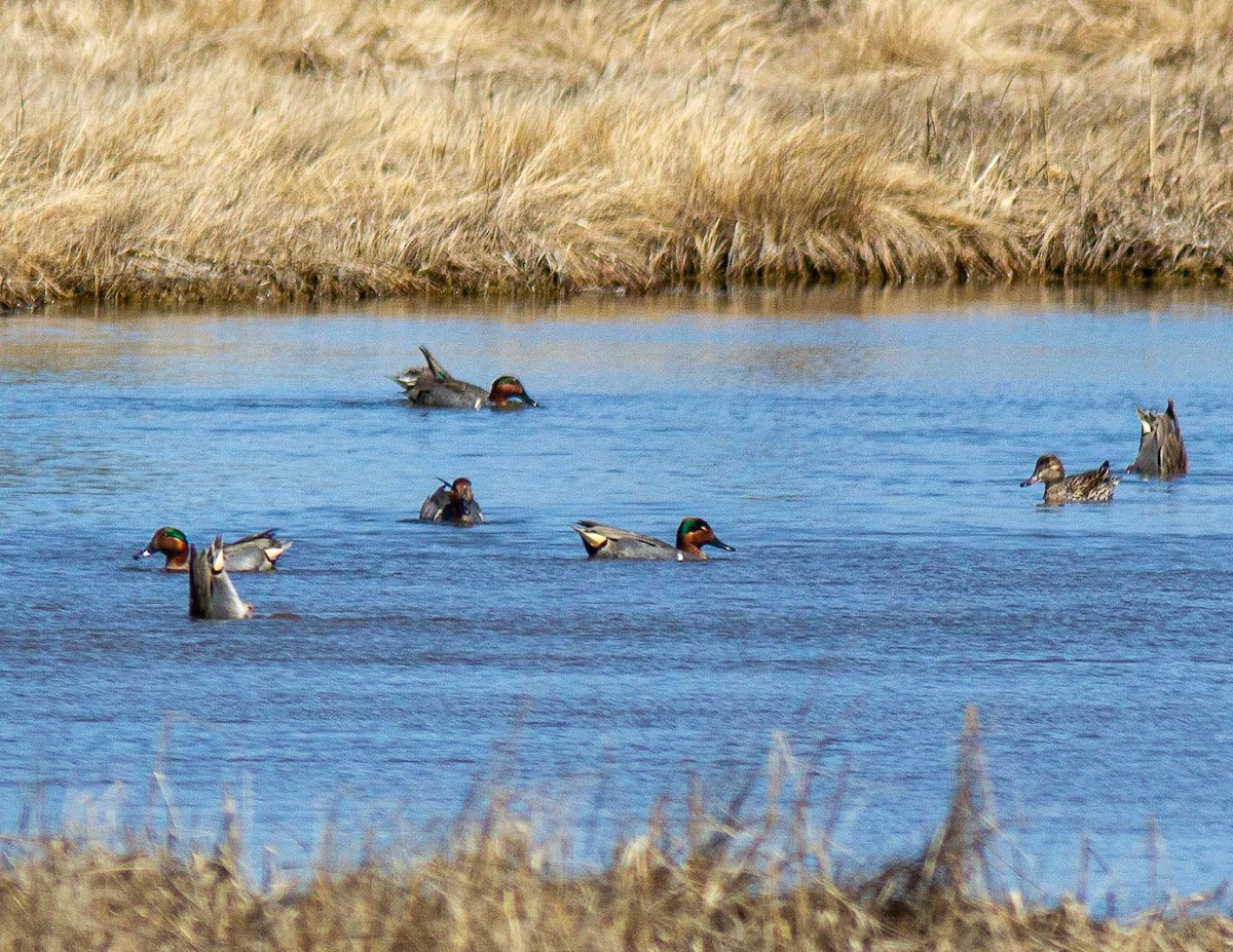 Green-winged Teal - ML558235741