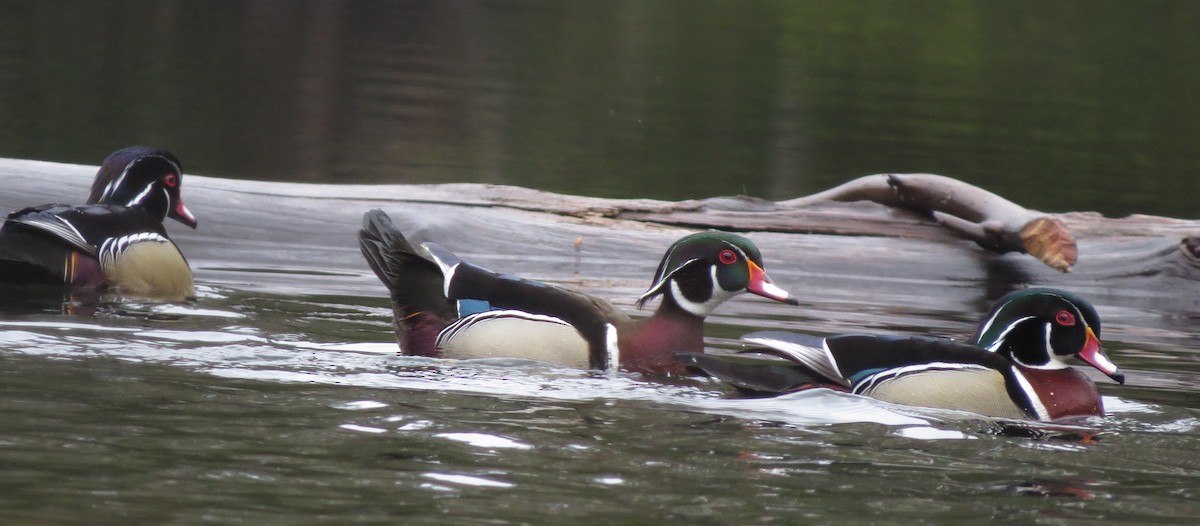 Wood Duck - Amy Lawes