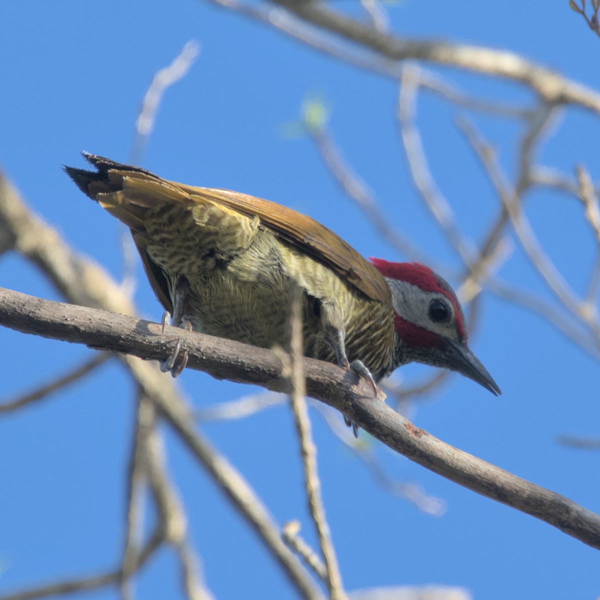 Golden-olive Woodpecker - ML558240521