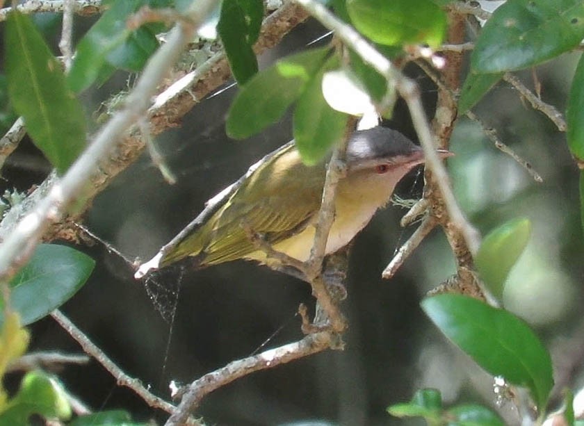 Yellow-green Vireo - Colette Micallef