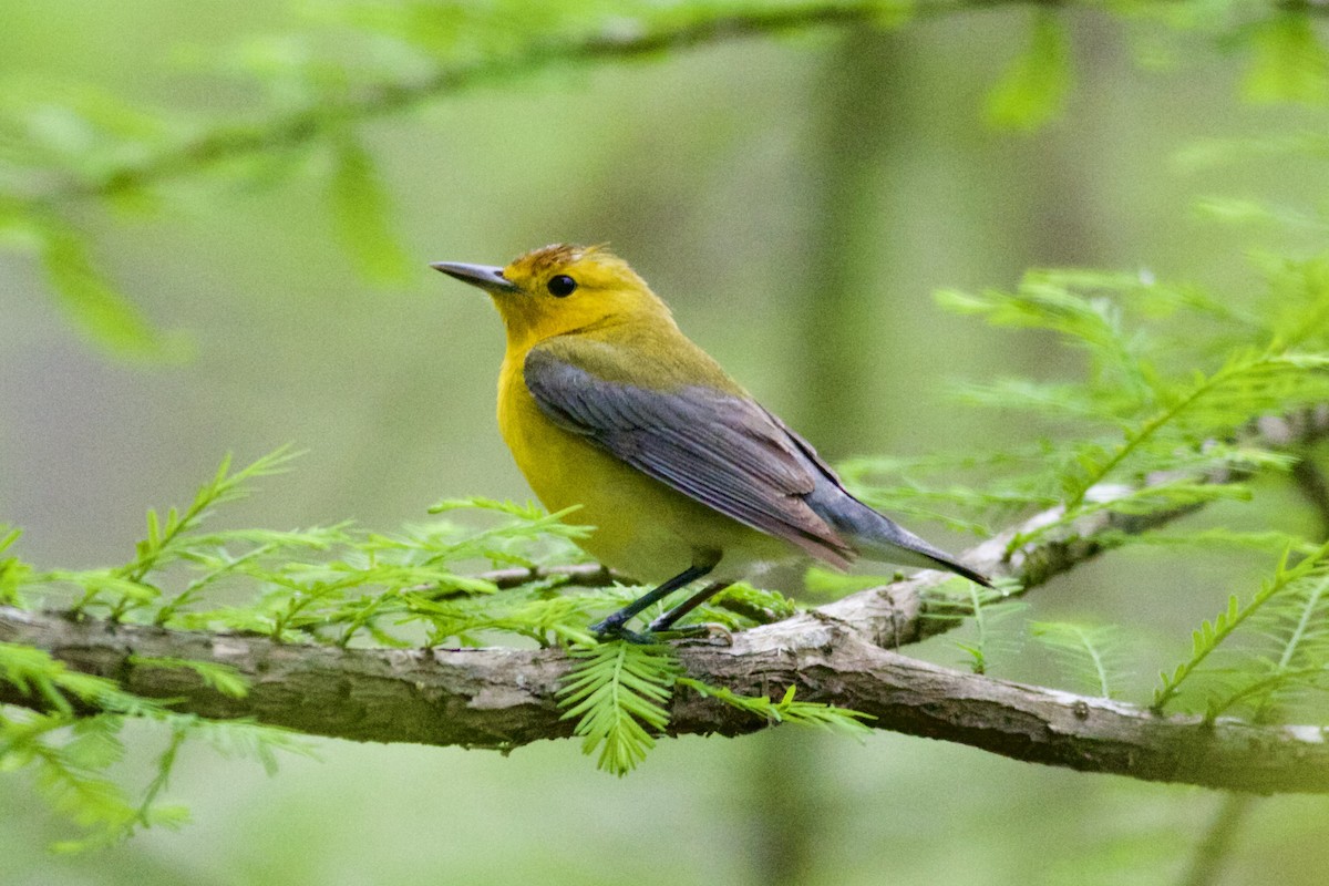 Prothonotary Warbler - ML558246191