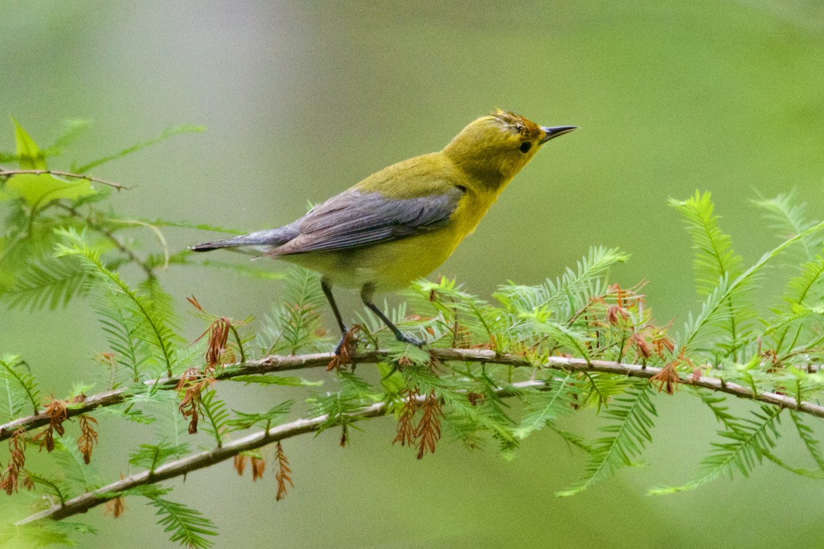 Prothonotary Warbler - ML558246211