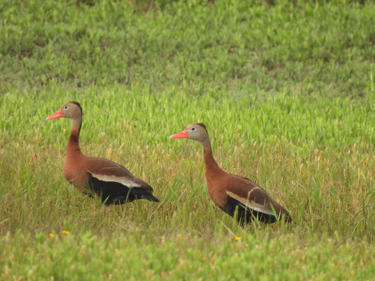 Black-bellied Whistling-Duck - Charley Amos