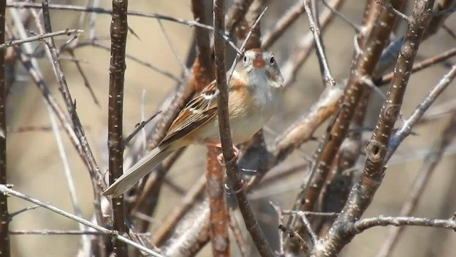 Field Sparrow - ML558247221