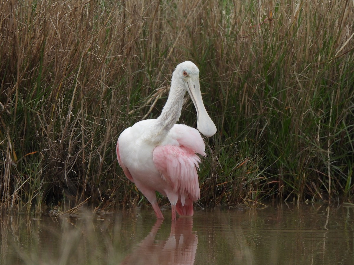 Roseate Spoonbill - Charley Amos