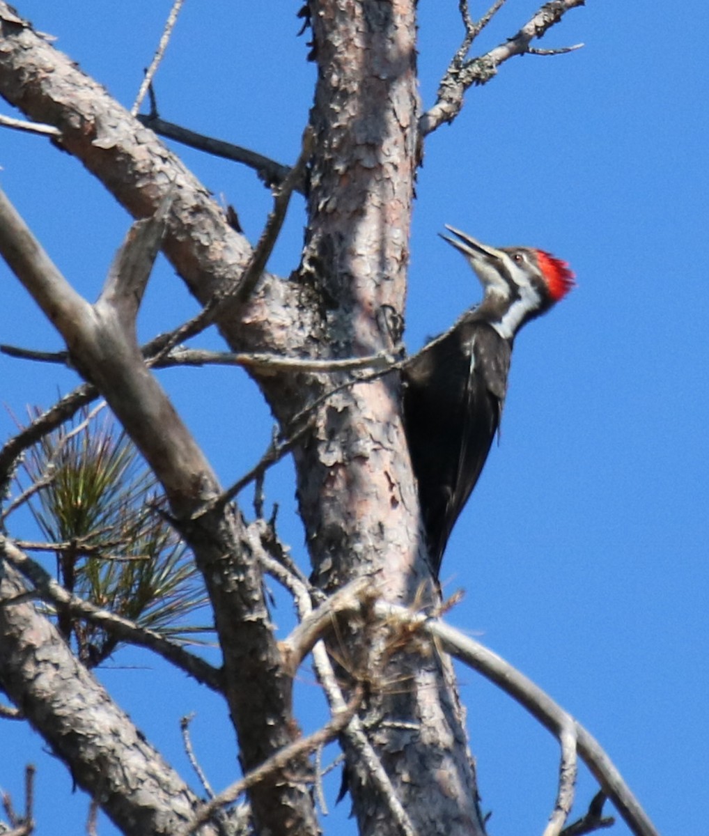 Pileated Woodpecker - ML558251501