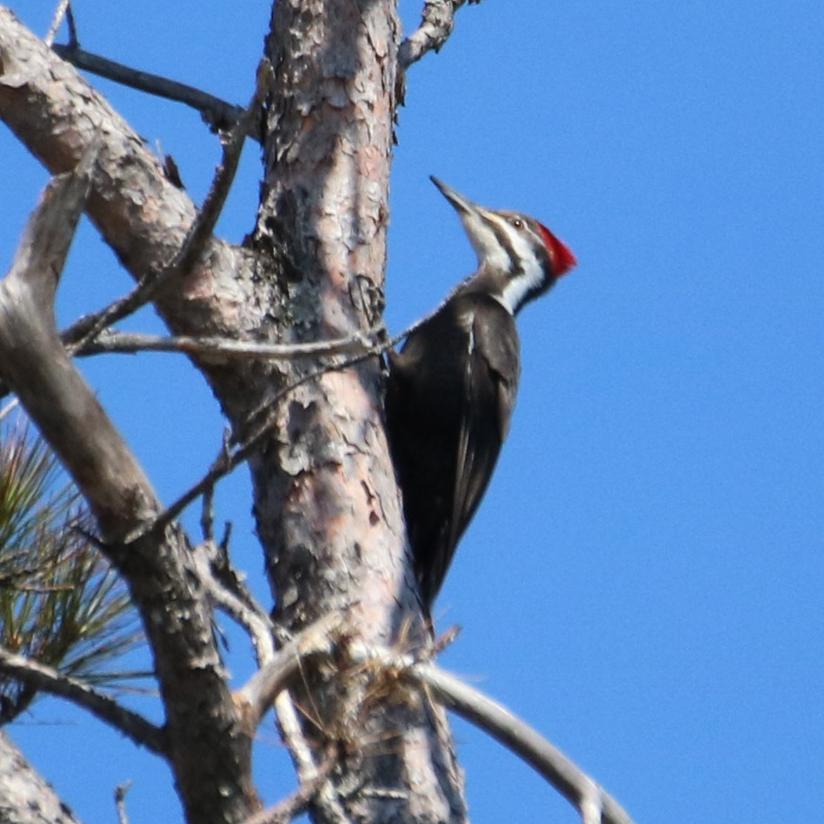 Pileated Woodpecker - ML558252011
