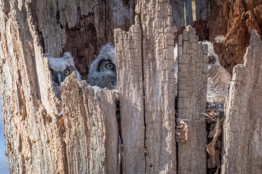 Great Horned Owl - Lelah Cafuoco