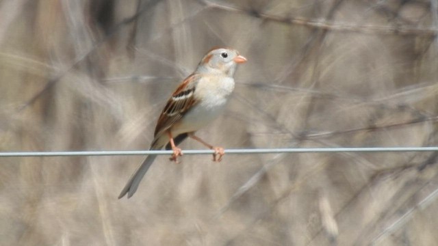 Field Sparrow - ML558254421