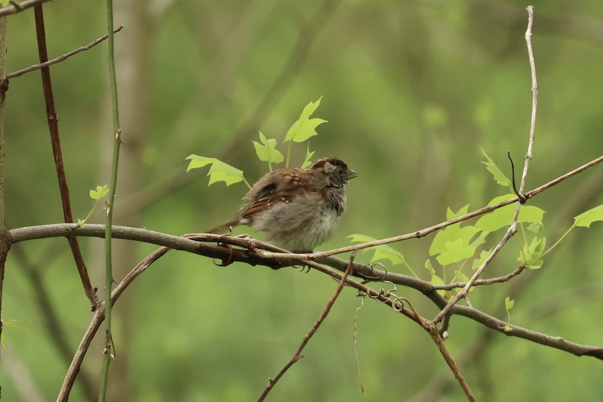 White-throated Sparrow - ML558257251