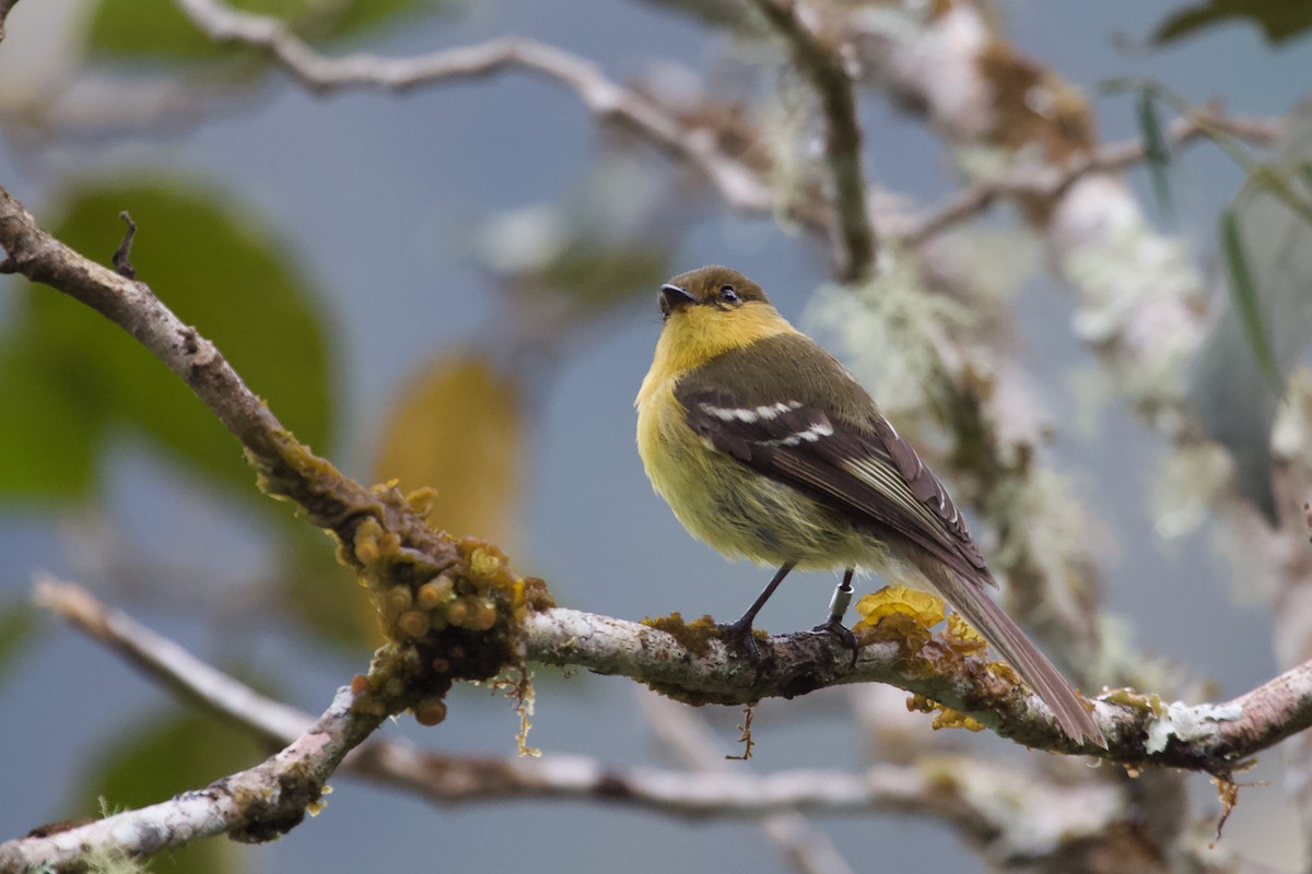 Ochraceous-breasted Flycatcher - Luciano Naka