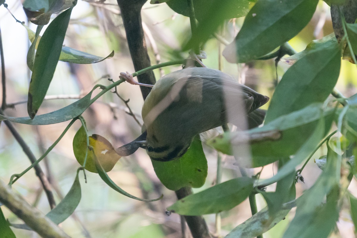 Worm-eating Warbler - Shawn Taylor
