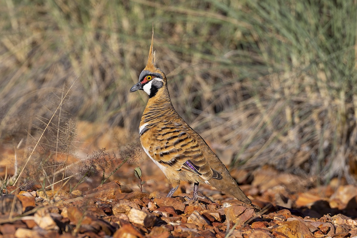 Spinifex Pigeon - ML558264531