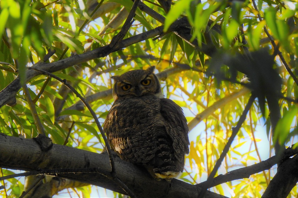 Lesser Horned Owl - ML558264831